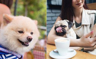 5 eios diferentes para fazer com o pet em São Paulo