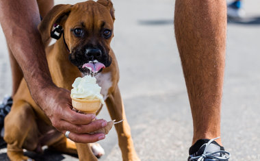6 eios incríveis para fazer com seu pet durante as férias em São Paulo