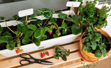 Imagem de destaque para 10 dicas para fazer uma hortinha em casa