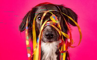 Imagem de destaque para 5 bloquinhos pet em São Paulo para conhecer no Carnaval 2023