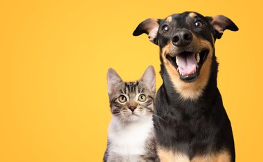 Imagem de destaque para RG para pets: saiba tudo sobre o novo cadastro nacional e como vai funcionar