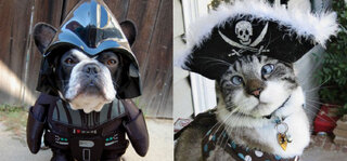 Pet: Halloween: 6 fantasias que você precisa comprar para o seu pet 