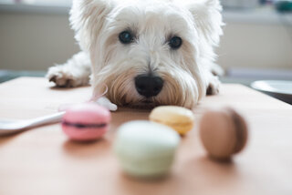 Pet: 10 alimentos que podem ser prejudiciais para saúde dos cães
