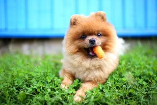 Pet: 15 alimentos que você pode dar para o seu cachorro