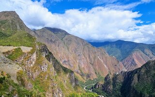 Floresta com pumas e ursos