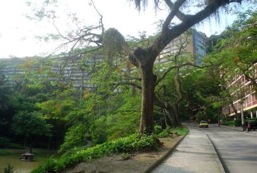 Imagem de destaque para Parque Eduardo Guinle
